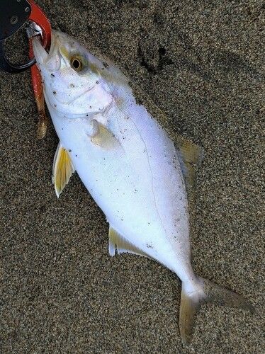 ショゴの釣果