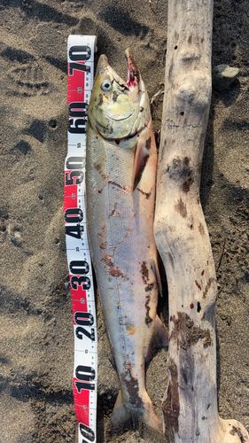 サケの釣果