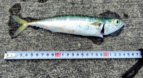 サバの釣果