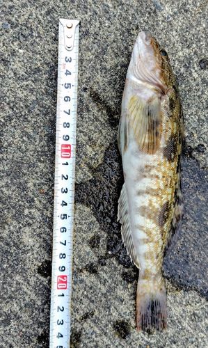 アイナメの釣果