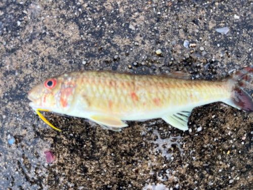 ヒメジの釣果