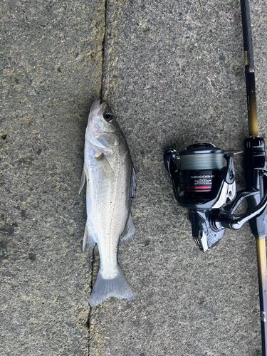 セイゴ（ヒラスズキ）の釣果