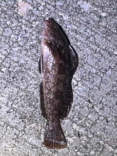 アイナメの釣果