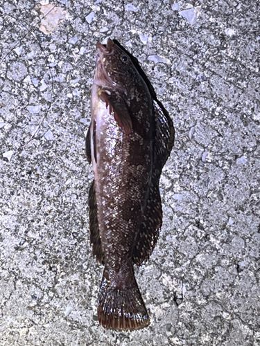 アイナメの釣果