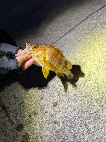 メバルの釣果