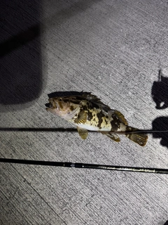 ベッコウゾイの釣果