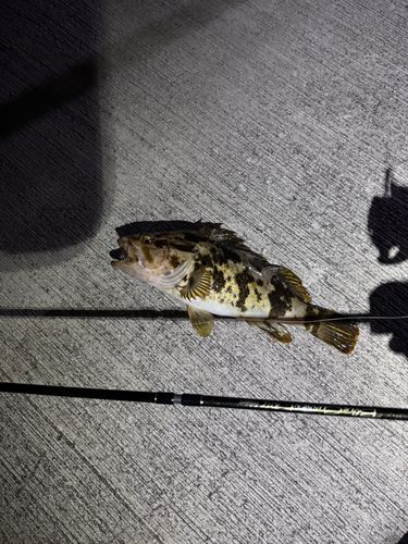 ベッコウゾイの釣果