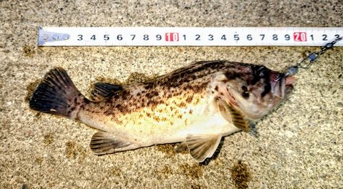 ソイの釣果