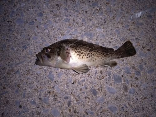 ソイの釣果