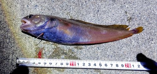 チゴダラの釣果