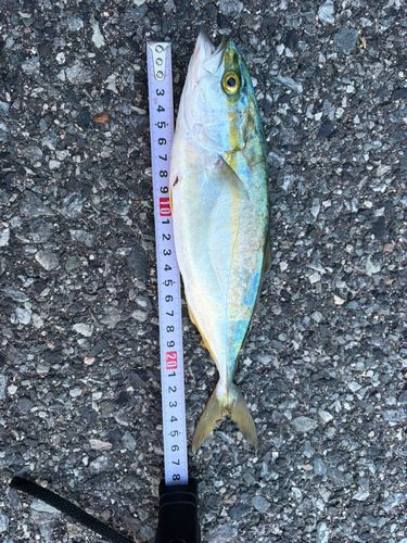 ツバスの釣果