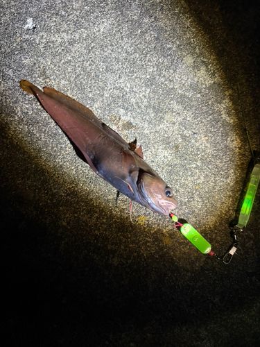 ドンコの釣果