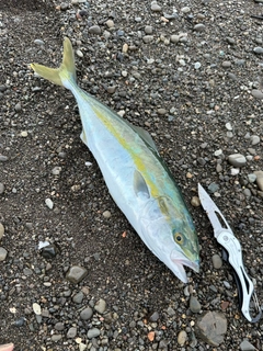 イナダの釣果
