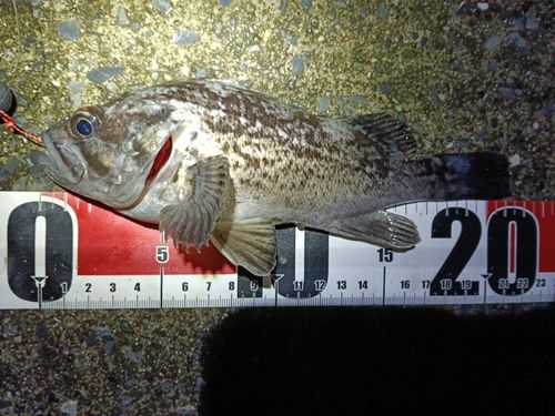 クロソイの釣果
