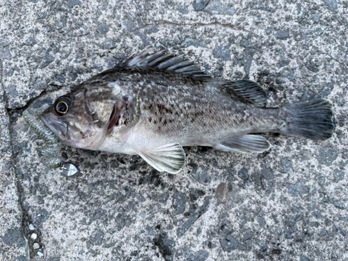 ソイの釣果