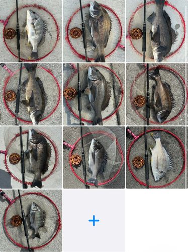 チヌの釣果