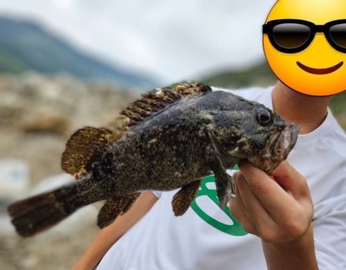 ムラソイの釣果