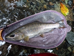ヤマメの釣果