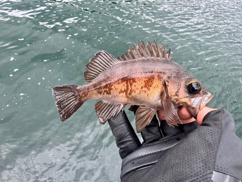 メバルの釣果