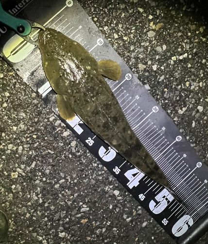 マゴチの釣果