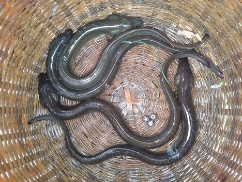 ウナギの釣果