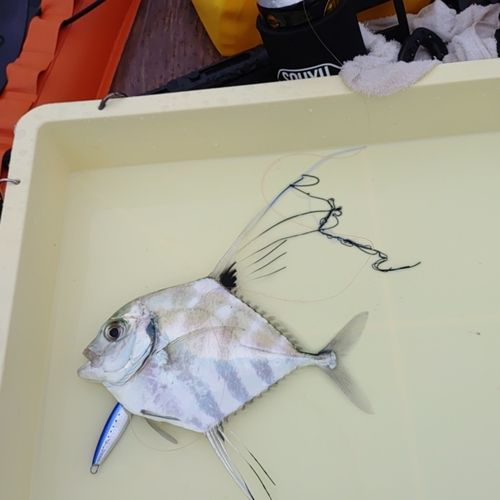 イトヒキアジの釣果
