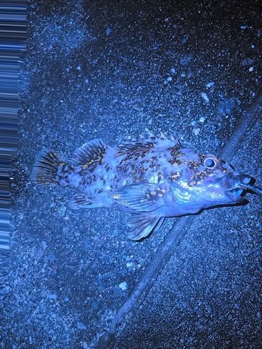 オウゴンムラソイの釣果