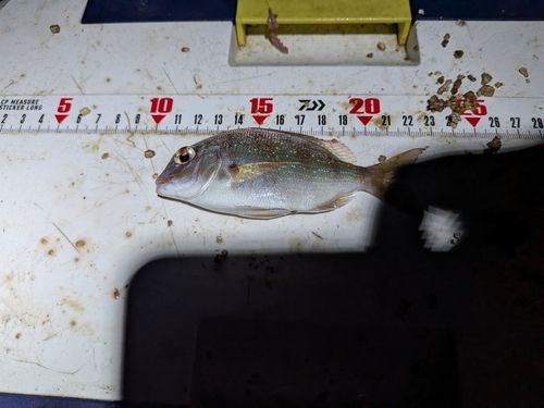 チャリコの釣果