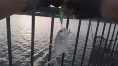 メッキの釣果