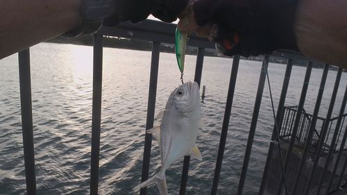 メッキの釣果