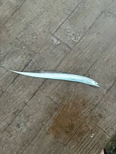 タチウオの釣果