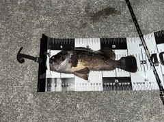 クロソイの釣果