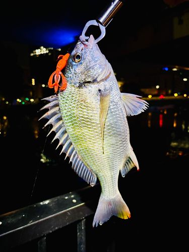 キビレの釣果