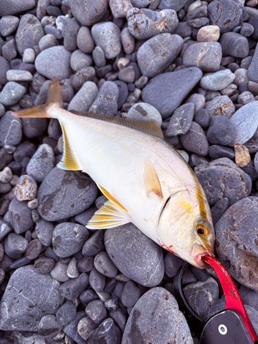 ショゴの釣果