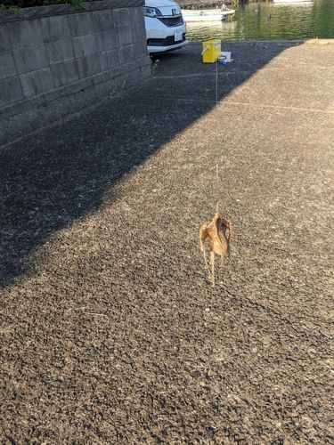イイダコの釣果