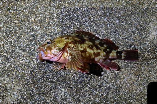 カサゴの釣果