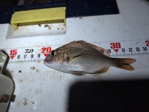 チャリコの釣果