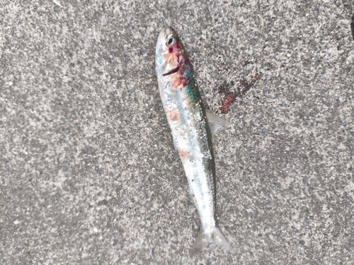 イワシの釣果