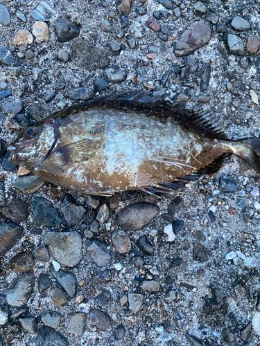 アイゴの釣果