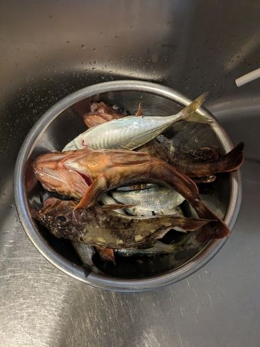 カサゴの釣果