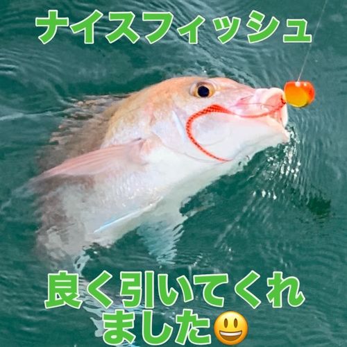 マダイの釣果
