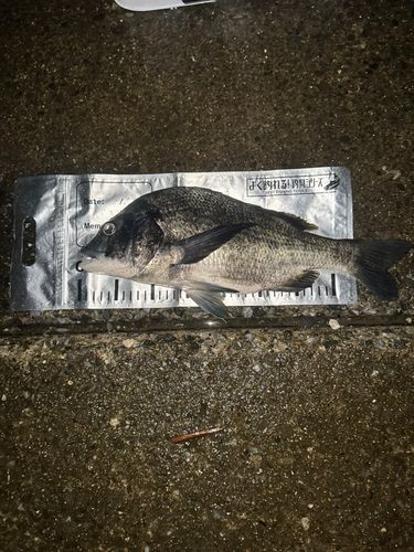 クロダイの釣果