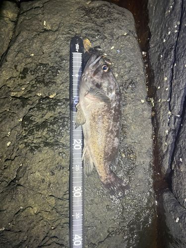 クロソイの釣果