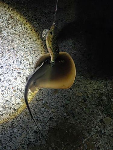 アカエイの釣果