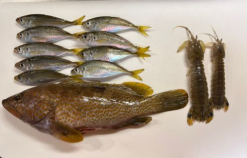 マアジの釣果