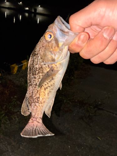 クロソイの釣果