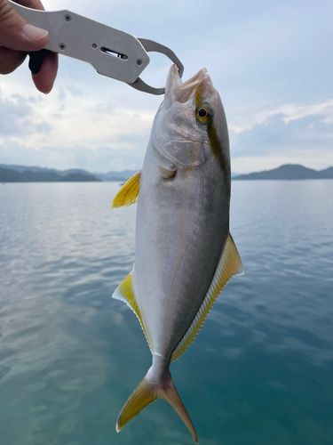 ネリゴの釣果