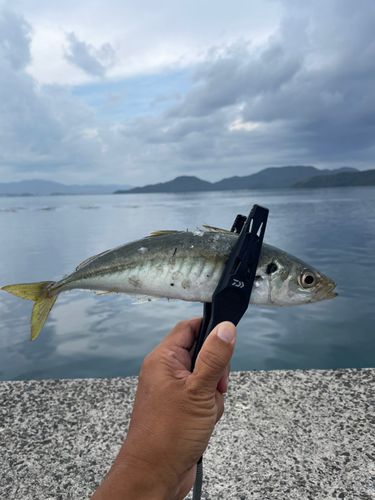 マルアジの釣果
