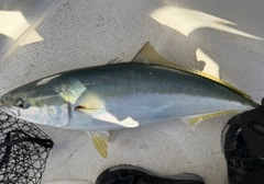 ハマチの釣果