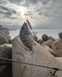 チヌの釣果
